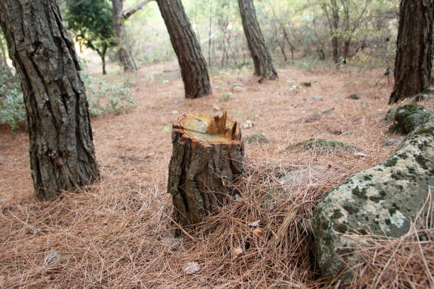 How Our Tree Care Process Works  in  Pine Lake Park, NJ