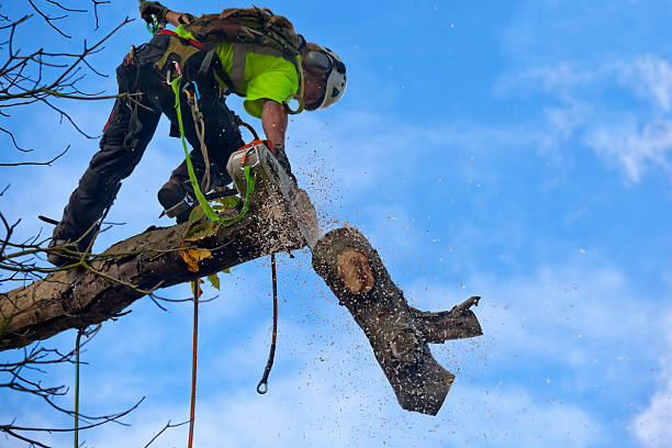 Best Aeration Services  in Pine Lake Park, NJ